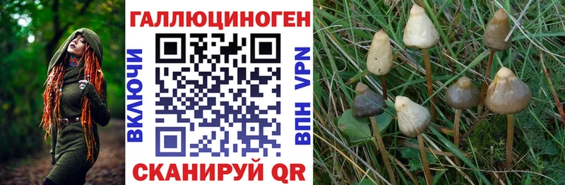 Галлюциногенные грибы Psilocybine cubensis Абинск